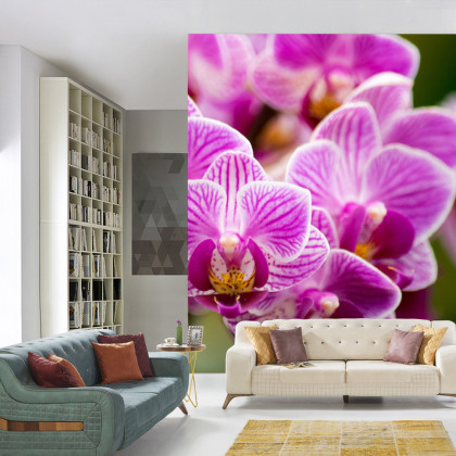 Fototapeta Bukiet Orchidei