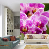 Fototapeta Bukiet Orchidei