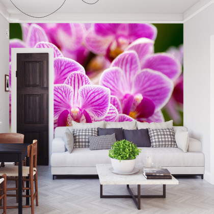 Fototapeta Bukiet Orchidei