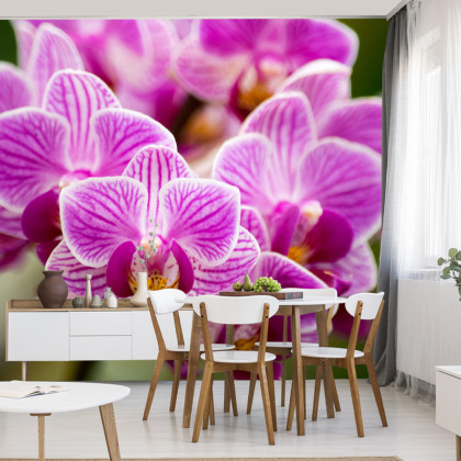 Fototapeta Bukiet Orchidei