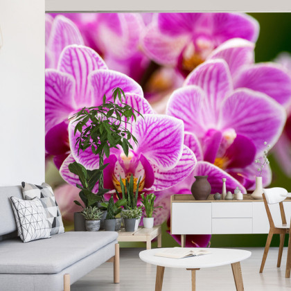 Fototapeta Bukiet Orchidei