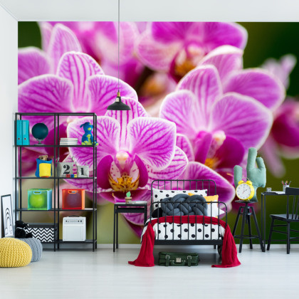 Fototapeta Bukiet Orchidei