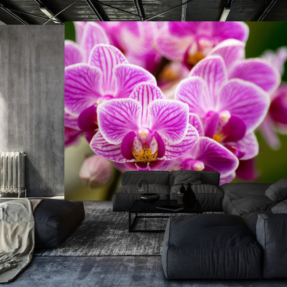 Fototapeta Bukiet Orchidei