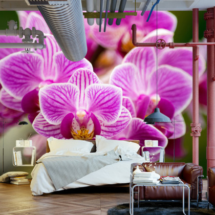 Fototapeta Bukiet Orchidei