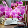 Fototapeta Bukiet Orchidei