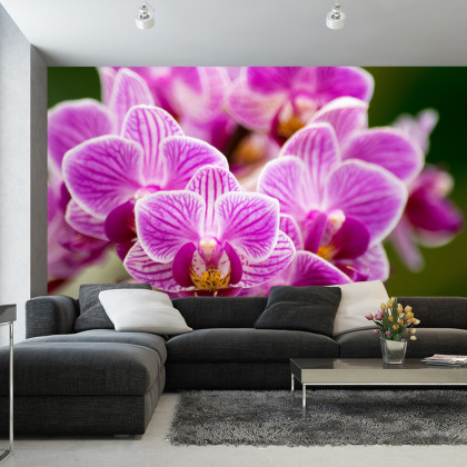 Fototapeta Bukiet Orchidei