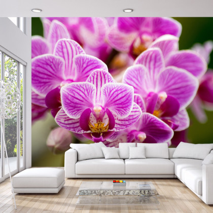Fototapeta Bukiet Orchidei