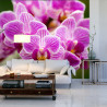 Fototapeta Bukiet Orchidei