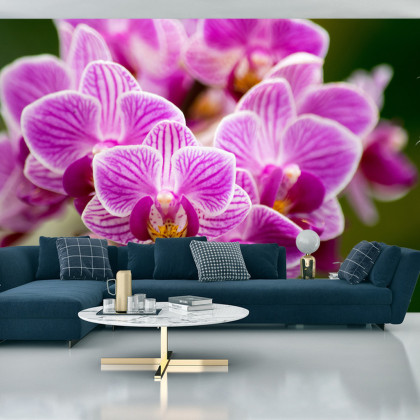 Fototapeta Bukiet Orchidei