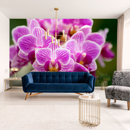 Fototapeta Bukiet Orchidei