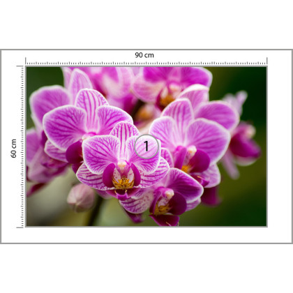 Fototapeta Bukiet Orchidei