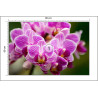 Fototapeta Bukiet Orchidei