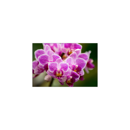Fototapeta Bukiet Orchidei