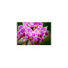 Fototapeta Bukiet Orchidei