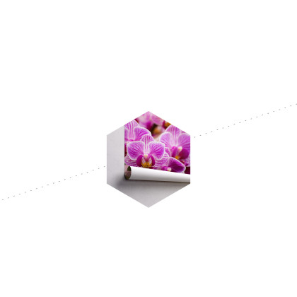 Fototapeta Bukiet Orchidei