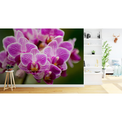 Fototapeta Bukiet Orchidei