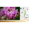 Fototapeta Bukiet Orchidei