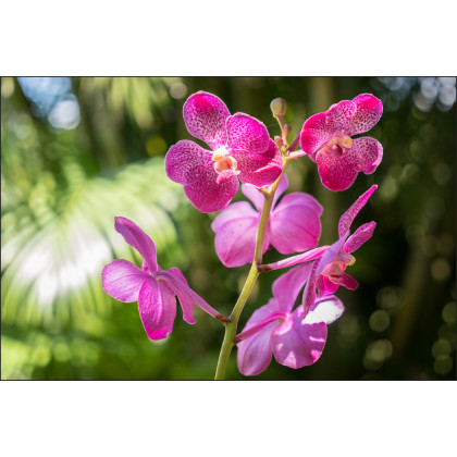 Fototapeta Piękne Orchidee