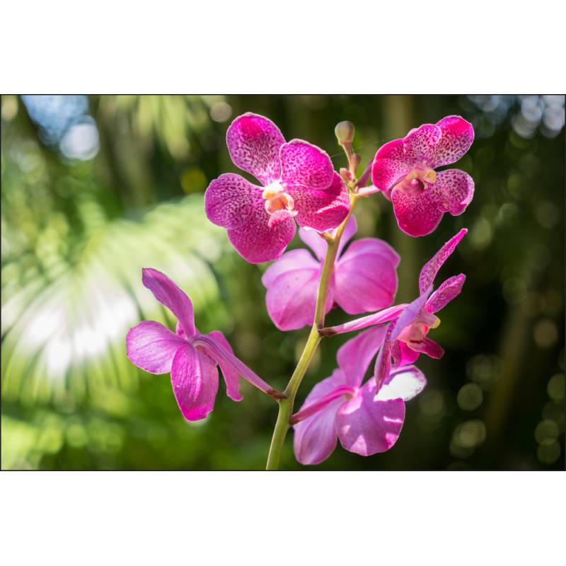 Fototapeta Piękne Orchidee