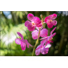 Fototapeta Piękne Orchidee