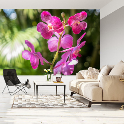 Fototapeta Piękne Orchidee