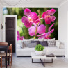 Fototapeta Piękne Orchidee
