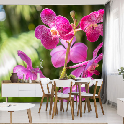 Fototapeta Piękne Orchidee