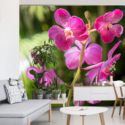 Fototapeta Piękne Orchidee