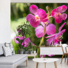 Fototapeta Piękne Orchidee