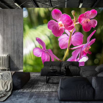 Fototapeta Piękne Orchidee