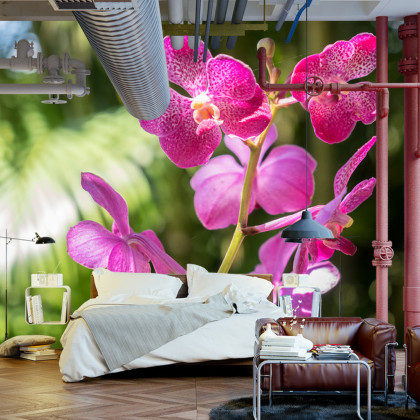 Fototapeta Piękne Orchidee