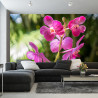 Fototapeta Piękne Orchidee