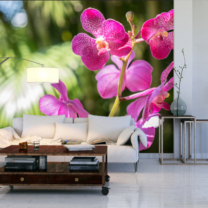 Fototapeta Piękne Orchidee