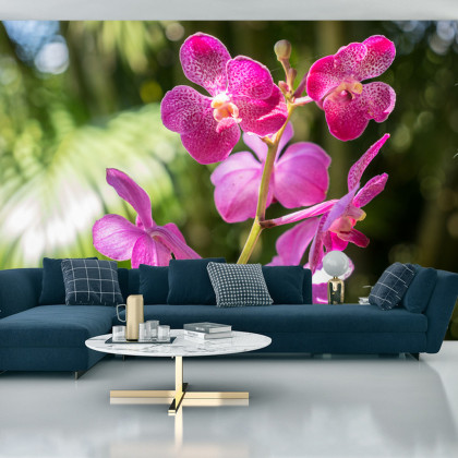 Fototapeta Piękne Orchidee