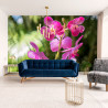 Fototapeta Piękne Orchidee