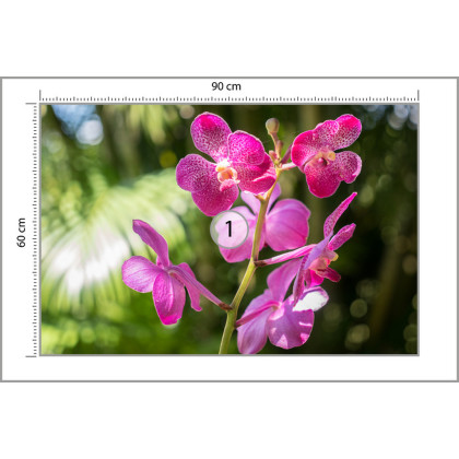 Fototapeta Piękne Orchidee