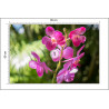 Fototapeta Piękne Orchidee