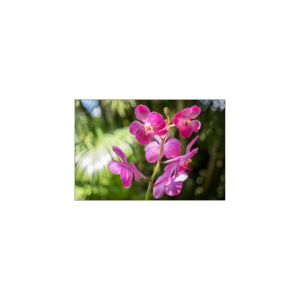 Fototapeta Piękne Orchidee