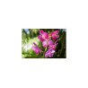 Fototapeta Piękne Orchidee