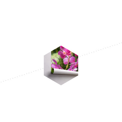 Fototapeta Piękne Orchidee