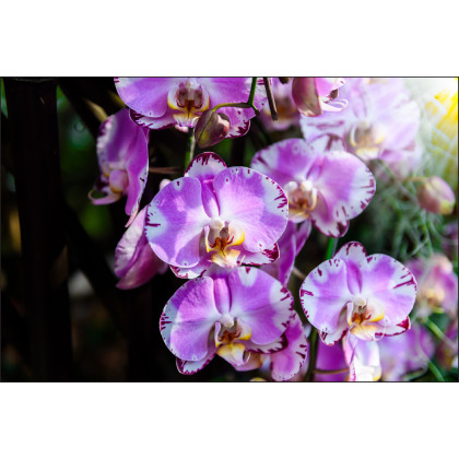 Fototapeta Piękne Orchidee