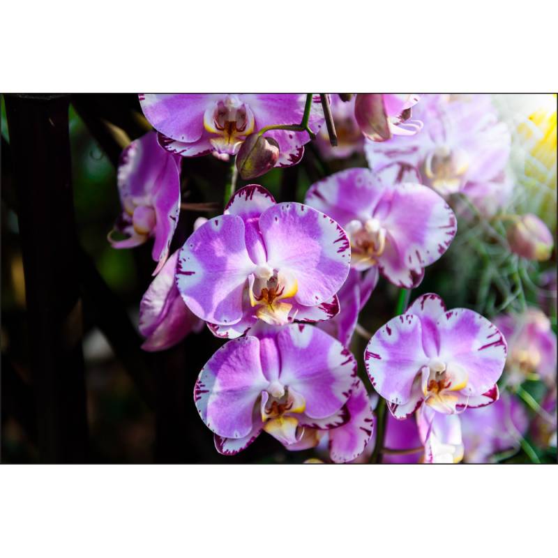 Fototapeta Piękne Orchidee