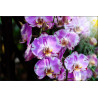 Fototapeta Piękne Orchidee