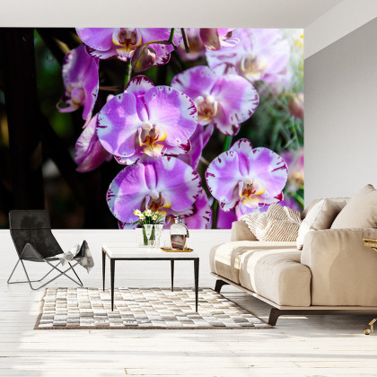 Fototapeta Piękne Orchidee