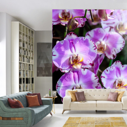 Fototapeta Piękne Orchidee