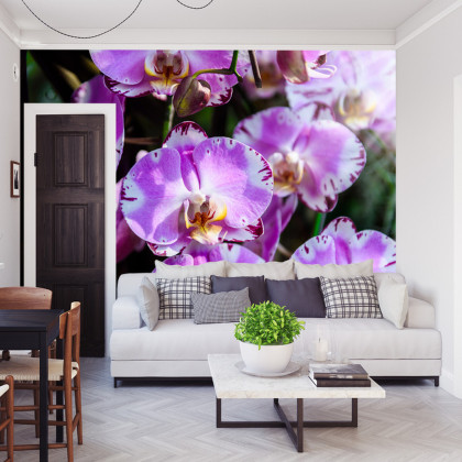 Fototapeta Piękne Orchidee