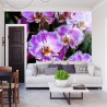 Fototapeta Piękne Orchidee
