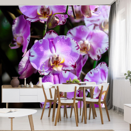 Fototapeta Piękne Orchidee