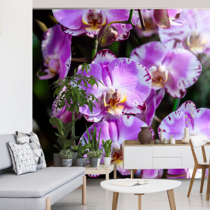 Fototapeta Piękne Orchidee