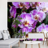 Fototapeta Piękne Orchidee